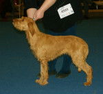 Photo Griffon Fauve de Bretagne