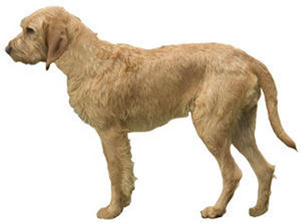 Photo Griffon Fauve de Bretagne