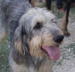 Digo - Griffon Nivernais Mâle (3 ans)