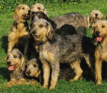 Photo Griffon Nivernais