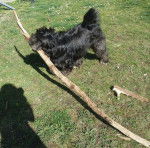 Maya - Griffon Nivernais (2 ans)