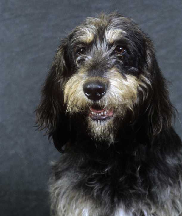 Photo Griffon Nivernais