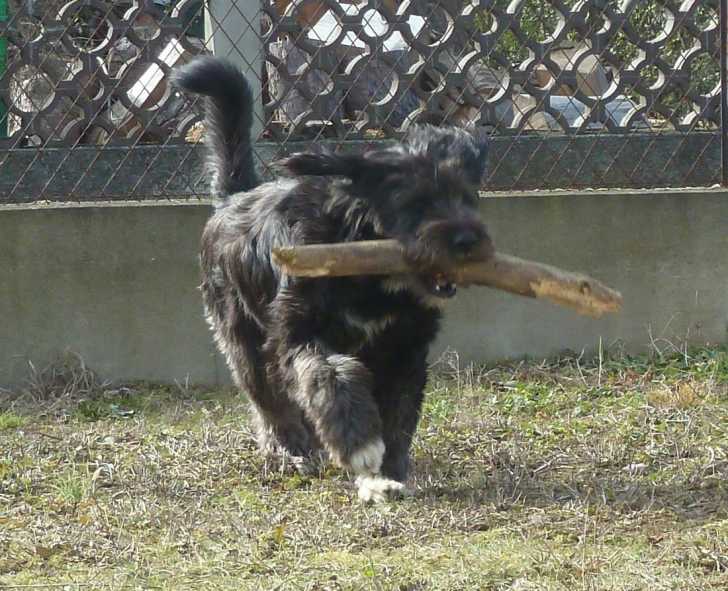 Maya - Griffon Nivernais Femelle (2 ans)