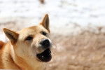 Photo Jindo Coréen