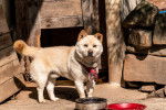 Photo Jindo Coréen