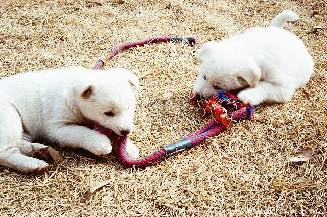Photo Jindo Coréen