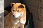 Photo Jindo Coréen