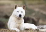 Un Jindo Coréen blanc allongé dans l'herbe