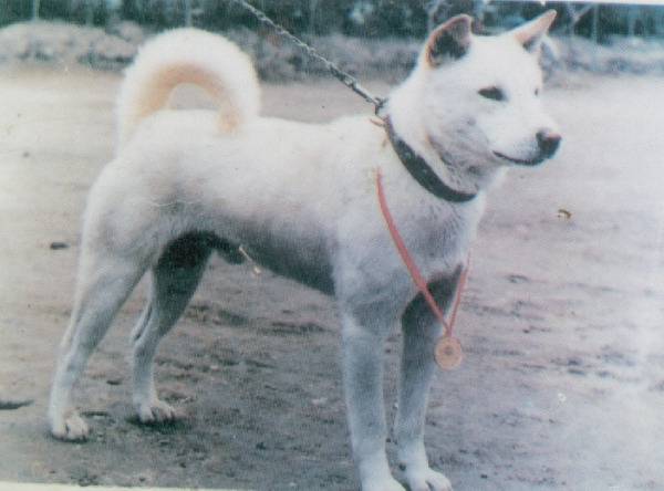 Photo Jindo Coréen