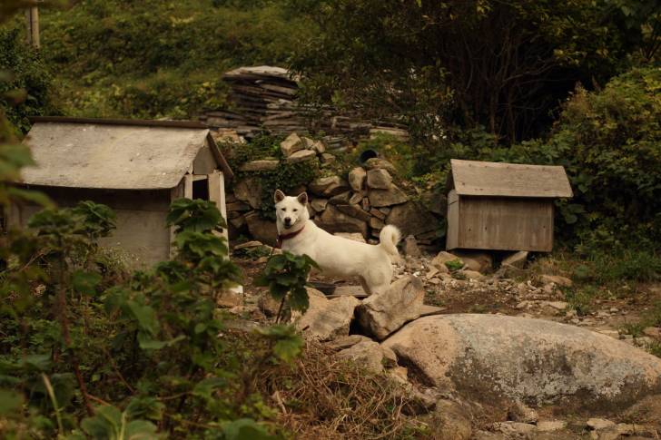 Photo Jindo Coréen