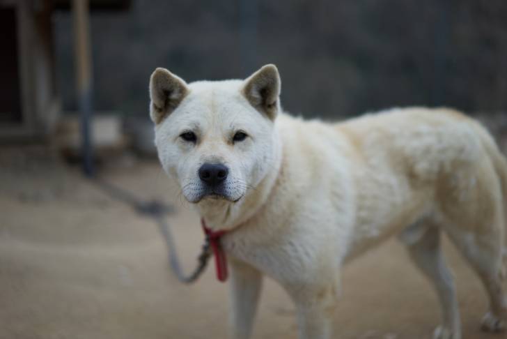 Photo Jindo Coréen