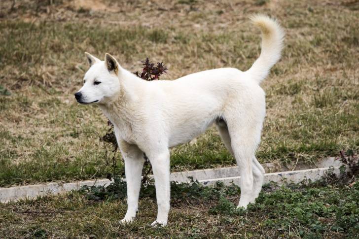 Photo Jindo Coréen