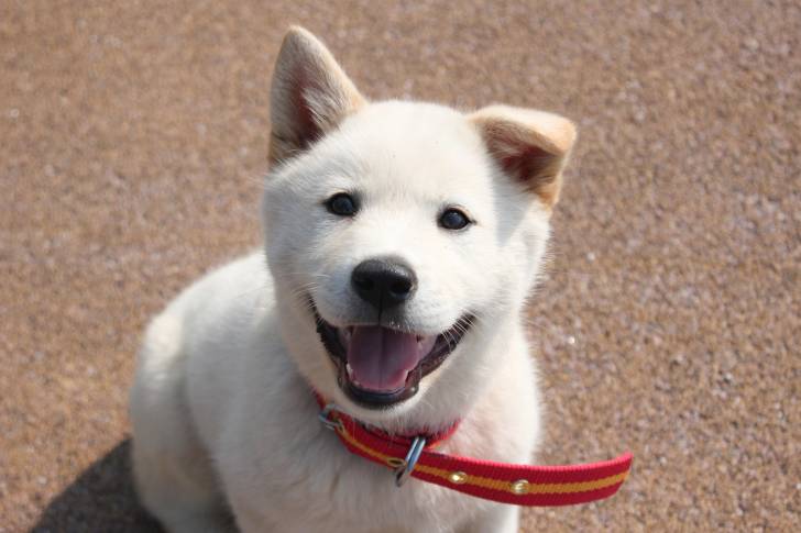 Un chiot Jindo Coréen