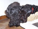 eragon blue de glenderry et criquet blue de glenderry - Kerry Blue Terrier Mâle