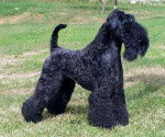 Clairdouet -Kerry Blue Terrier - Kerry Blue Terrier