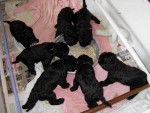 Clairdouet -Kerry Blue Terrier - Kerry Blue Terrier