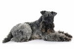 Photo Kerry Blue Terrier