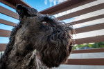Photo Kerry Blue Terrier