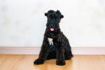 Photo Kerry Blue Terrier