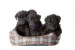 Photo Kerry Blue Terrier