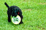 Photo Kerry Blue Terrier