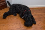 Photo Kerry Blue Terrier