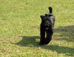 Photo Kerry Blue Terrier