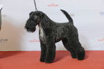 Photo Kerry Blue Terrier