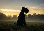 Photo Kerry Blue Terrier