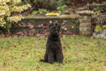Photo Kerry Blue Terrier
