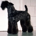 pretty - Kerry Blue Terrier (11 ans)