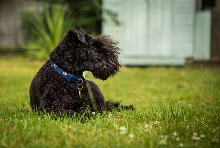 Photo Kerry Blue Terrier