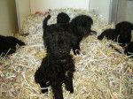 bébé kerry - Kerry Blue Terrier (1 mois)