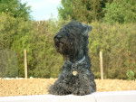 un kerry blue adulte - Kerry Blue Terrier Mâle