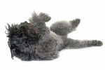 Photo Kerry Blue Terrier