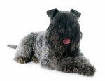 Photo Kerry Blue Terrier