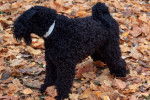 Photo Kerry Blue Terrier