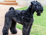Photo Kerry Blue Terrier