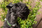 Photo Kerry Blue Terrier