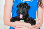 Photo Kerry Blue Terrier
