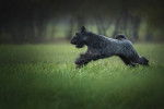 Photo Kerry Blue Terrier
