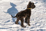 Photo Kerry Blue Terrier