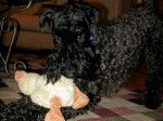Photo Kerry Blue Terrier