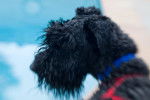 Photo Kerry Blue Terrier