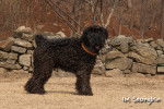 Photo Kerry Blue Terrier