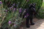 Photo Kerry Blue Terrier