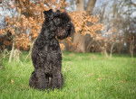 Photo Kerry Blue Terrier