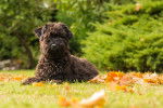 Photo Kerry Blue Terrier