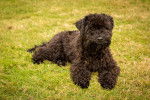 Photo Kerry Blue Terrier