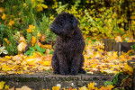 Photo Kerry Blue Terrier